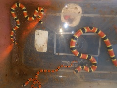 Sonora palarostris