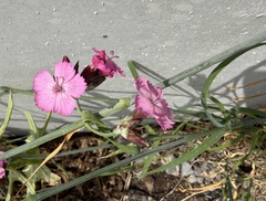 Dianthus giganteus, photograph (c) Katrin Simon, some rights reserved (CC BY)