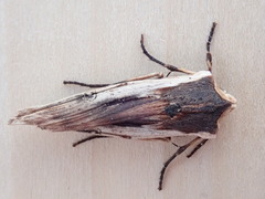 Xylena nupera