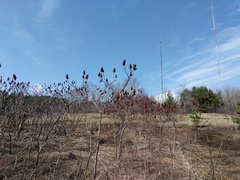 Rhus × borealis