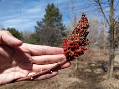 Rhus × borealis