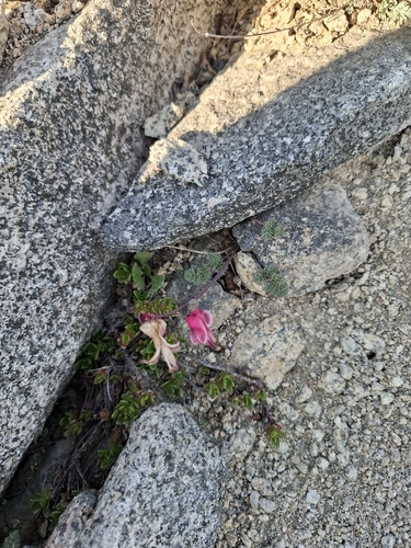 Dicentra peregrina, photograph 1