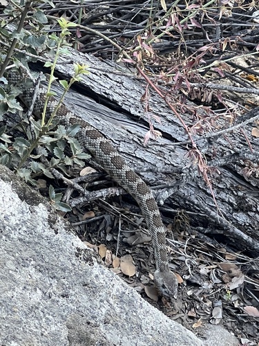 iNaturalist observation photo of Northern Pacific Rattlesnake