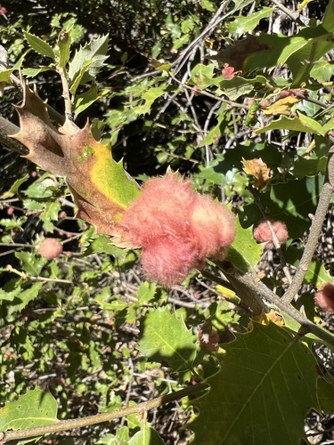 iNaturalist observation photo of Heteroecus