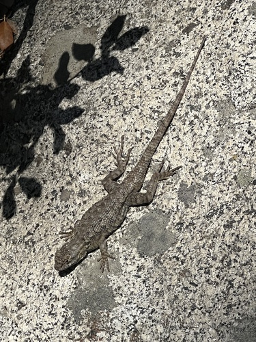 iNaturalist observation photo of Western Fence Lizard