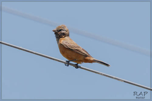 Dark-throated Seedeater (Sporophila ruficollis), photo 9