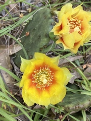 Opuntia cespitosa