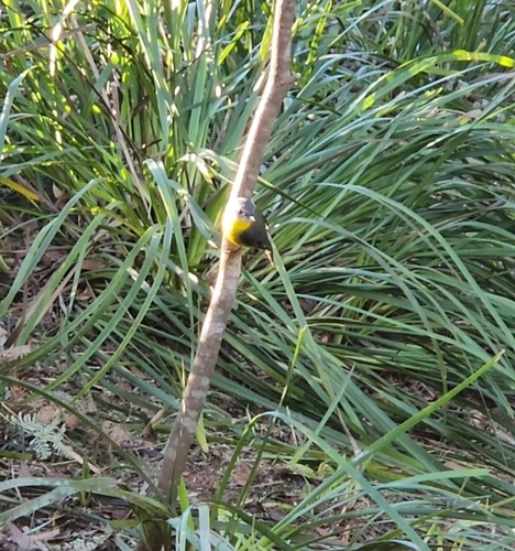 Eastern Yellow Robin