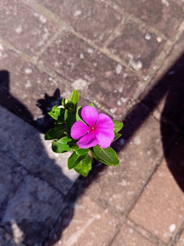 Madagascar Periwinkle