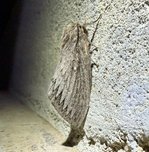 iNaturalist observation photo of Arizona Lappet