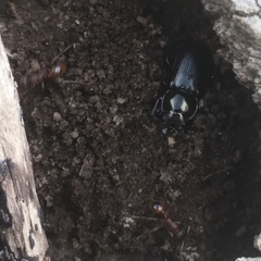 Platycerus