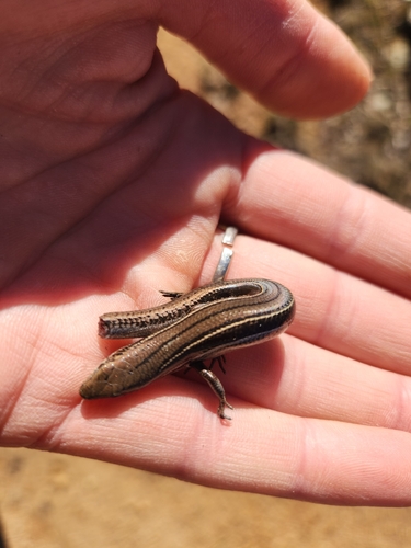 Eastern Three-lined Skink