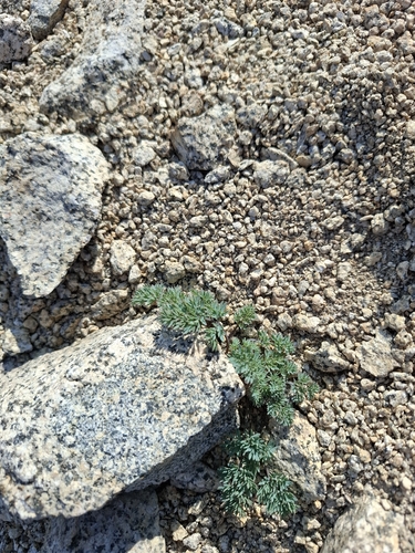 Dicentra peregrina