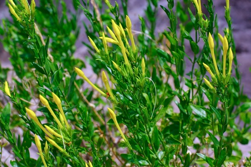 Menodora longiflora, photograph 1