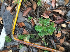 Acaena anserinifolia