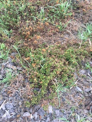 Acaena anserinifolia