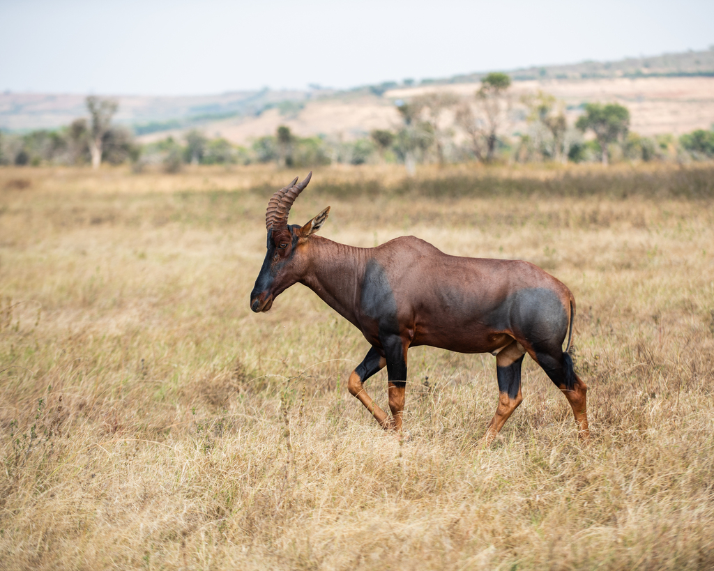 Damaliscus lunatus jimela, Kayonza, Rwanda, by sw85