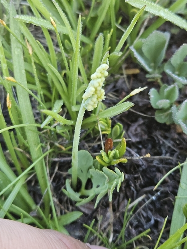Botrychium simplex, 2026-07-16