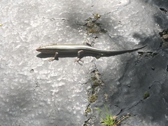 Plestiodon laticeps