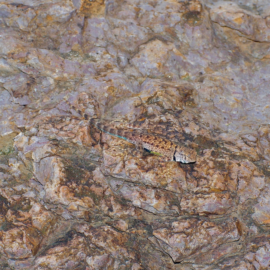 Southeastern Canyon Lizard