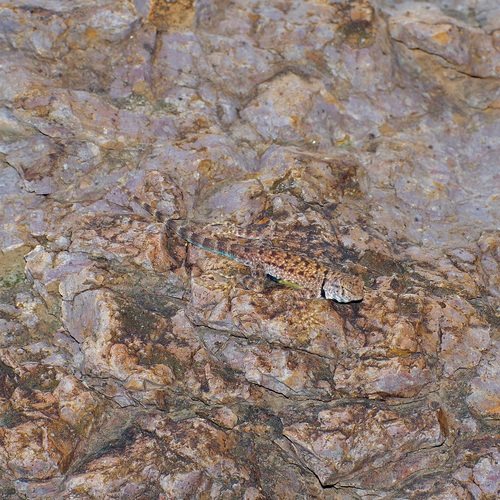 Southeastern Canyon Lizard