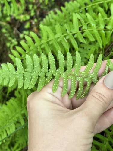 Woodsia polystichoides, photograph 2