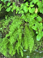 Woodsia polystichoides