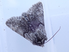 Pleromelloida conserta