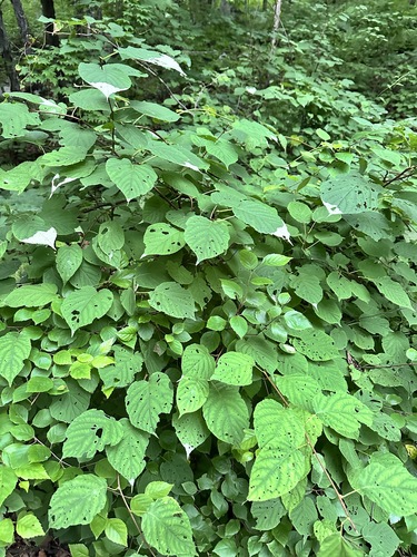 Actinidia kolomikta, photograph 3