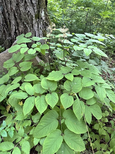 Aralia continentalis, photograph 2