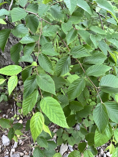 Betula schmidtii, photograph 3