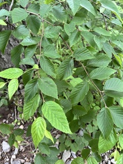 Betula schmidtii, photograph (c) Tatyana Petrenko, some rights reserved (CC BY)
