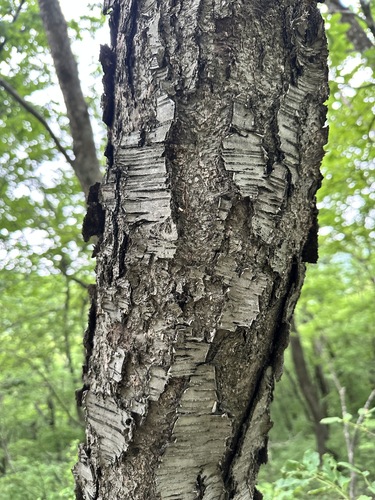 Betula schmidtii, photograph 4