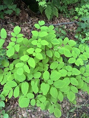 Aralia continentalis