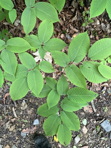 Carpinus cordata