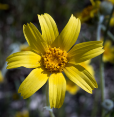 Monolopia lanceolata