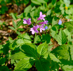 Cardamine pentaphyllos