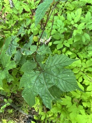 Filipendula glaberrima
