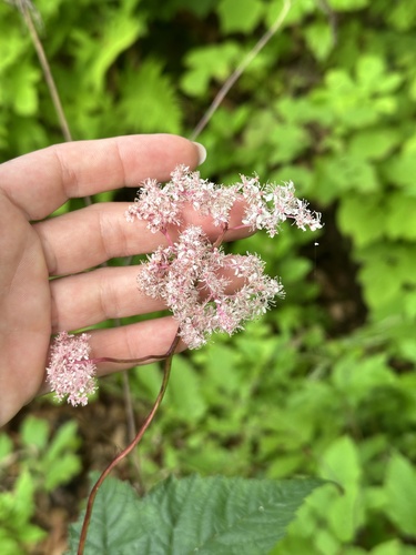 Filipendula glaberrima, photograph 2