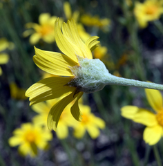 Monolopia lanceolata