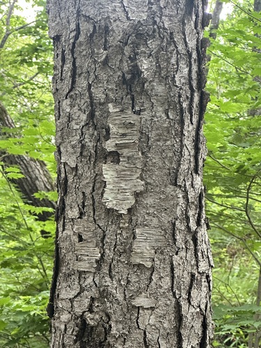 Betula schmidtii, photograph 2