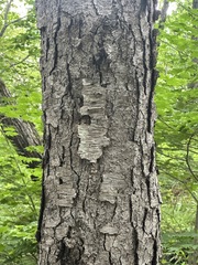 Betula schmidtii, photograph (c) Tatyana Petrenko, some rights reserved (CC BY)