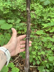 Vitis amurensis