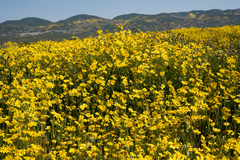 Monolopia lanceolata