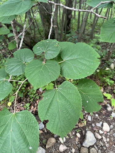 Tilia mandshurica, photograph 1