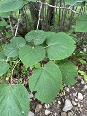 Tilia mandshurica