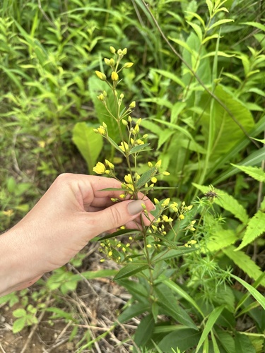 Lysimachia davurica, photograph 6
