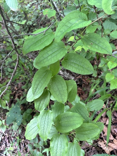Smilax riparia, photograph 2