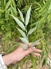 (c) Tatyana Petrenko, some rights reserved (CC BY) Salix rorida, photograph (c) Tatyana Petrenko, some rights reserved (CC BY)
