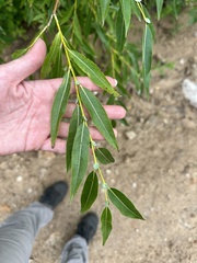 Salix rorida